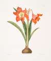 Amaryllis equestris (major)