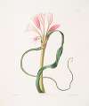 Amaryllis longifolia (glauca)