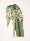 Crinum declinatum