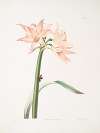 Amaryllis pulverulenta, Hippeastrum pulverulentum, Amaryllis acuminata