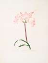 Amaryllis belladonna