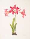 Amaryllis solandriflora var. or Amaryllis Johnsoni