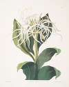 Pancratium specidsum