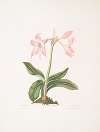 Amaryllis steilatafolia
