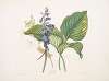 HemerecallisCarulea, Hemerecallis Japonica,Libellulac Anquis Harris, English dragon fly