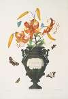 Lilium tigrinum