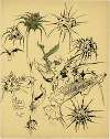 Distel, 2de soort