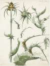 Distel, 2de soort