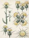 Distel, 2de soort