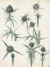 Distel, 2de soort