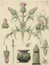 Distel, 2de soort