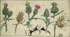 Distelbloemen