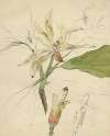 Westerse Magnolier