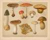 Pilze