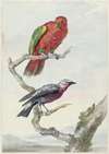 Twee vogels, waaronder een rood-groene papegaai