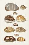 Elf grote en kleine tropische kaurie schelpen