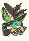 Papillons, Pl. 1