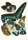 Papillons, Pl. 10