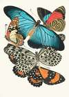 Papillons, Pl. 11