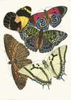 Papillons, Pl. 12