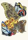 Papillons, Pl. 15