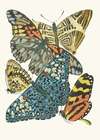 Papillons, Pl. 3