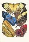 Papillons, Pl. 4