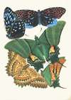 Papillons, Pl. 6