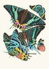 Papillons, Pl. 7