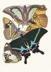 Papillons, Pl. 8