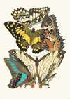 Papillons, Pl. 9