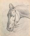 Head of a Horse Wearing a Bridle