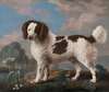Brown and White Norfolk or Water Spaniel