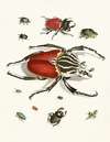 Dr. Sulzer’s Short History of Insects, Pl. 01
