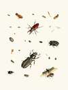Dr. Sulzer’s Short History of Insects, Pl. 02