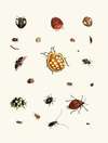 Dr. Sulzer’s Short History of Insects, Pl. 03