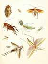 Dr. Sulzer’s Short History of Insects, Pl. 08