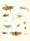 Dr. Sulzer’s Short History of Insects, Pl. 09