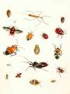 Dr. Sulzer’s Short History of Insects, Pl. 10