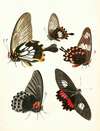 Dr. Sulzer’s Short History of Insects, Pl. 11