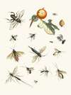 Dr. Sulzer’s Short History of Insects, Pl. 25