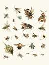 Dr. Sulzer’s Short History of Insects, Pl. 26