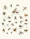 Dr. Sulzer’s Short History of Insects, Pl. 27