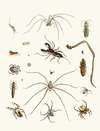 Dr. Sulzer’s Short History of Insects, Pl. 28
