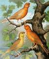 Cinammon Canaries