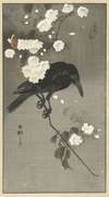 Crow with cherry blossom