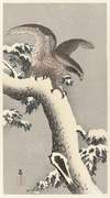 Eagle on snowy pine tree