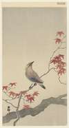 Japanese waxwing on maple