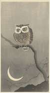 Long-eared owl on bare tree branch