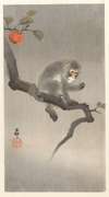 Monkey in kaki tree